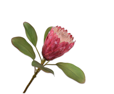 Protea Steel roze 70cm
