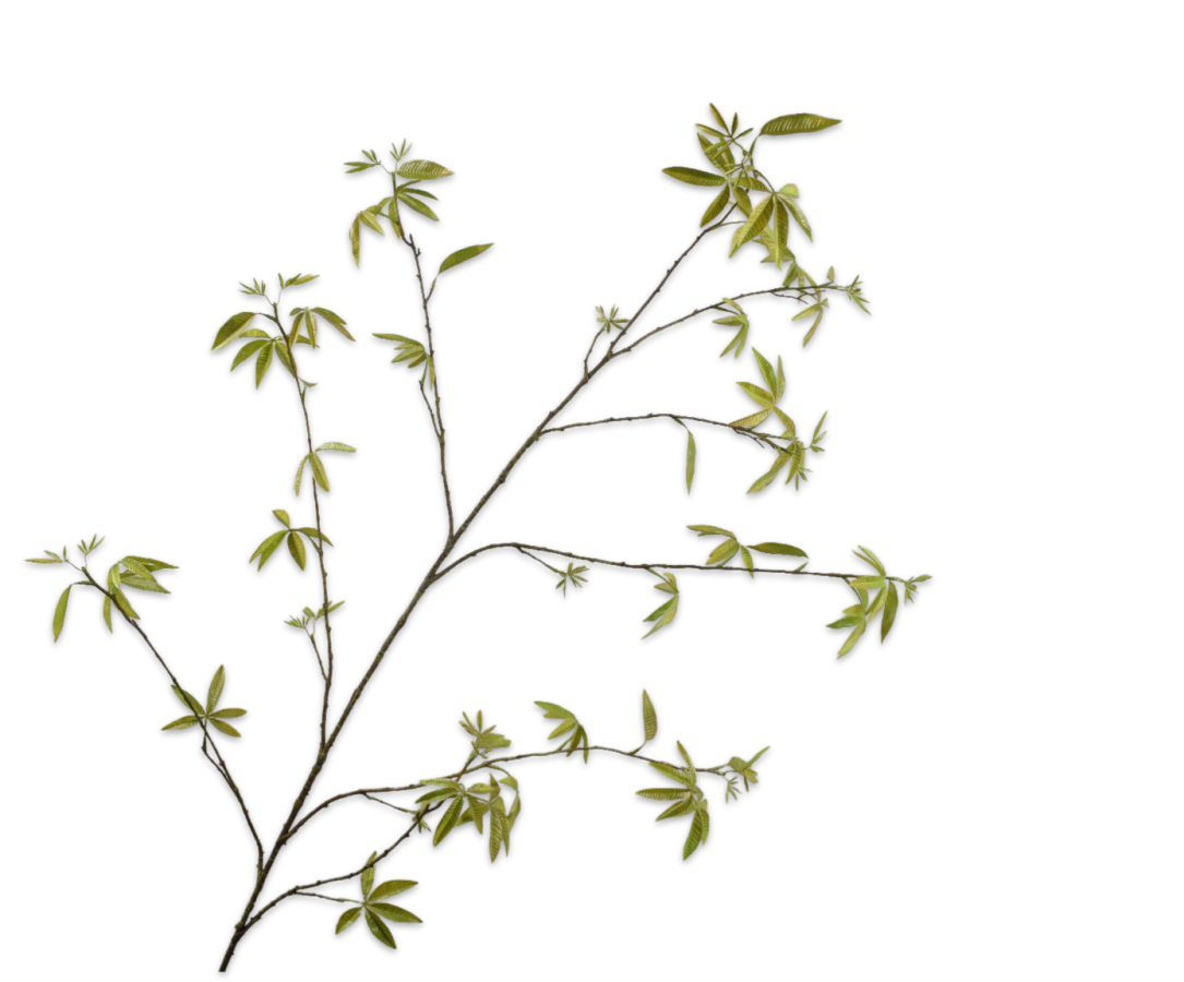 Esdoorn Tak groen 172cm