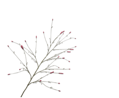 Pimpernel Tak roze 146cm
