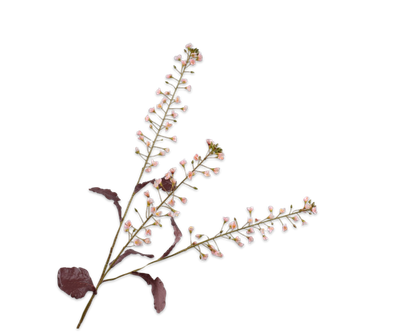 Primula Tak roze 111cm