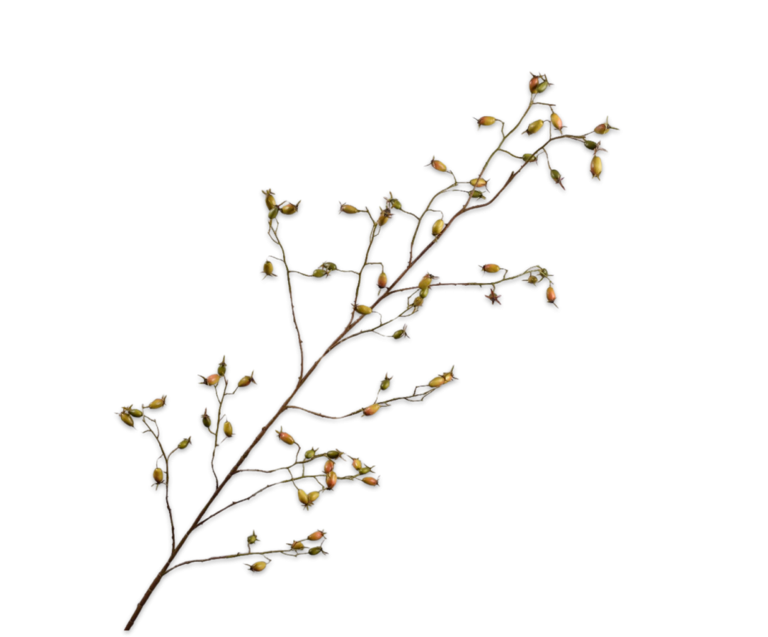 Rozenbottel Tak groen 168cm