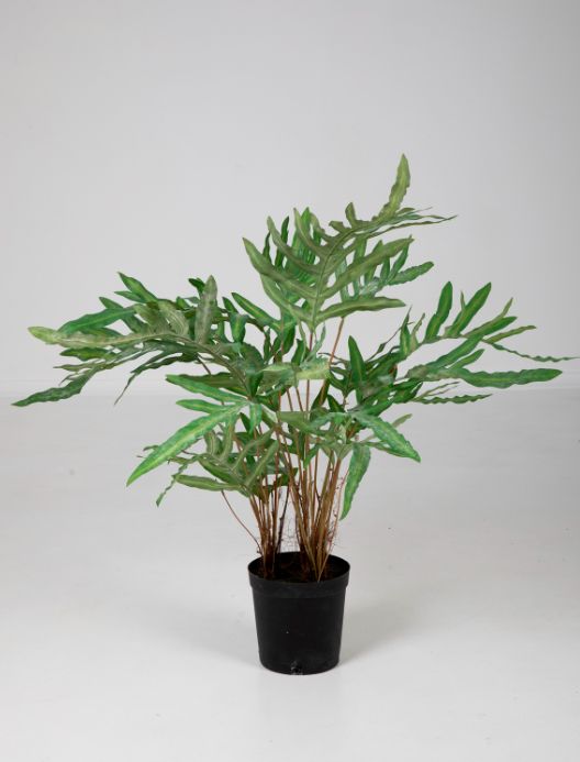 Phlebodium in Pot 80cm