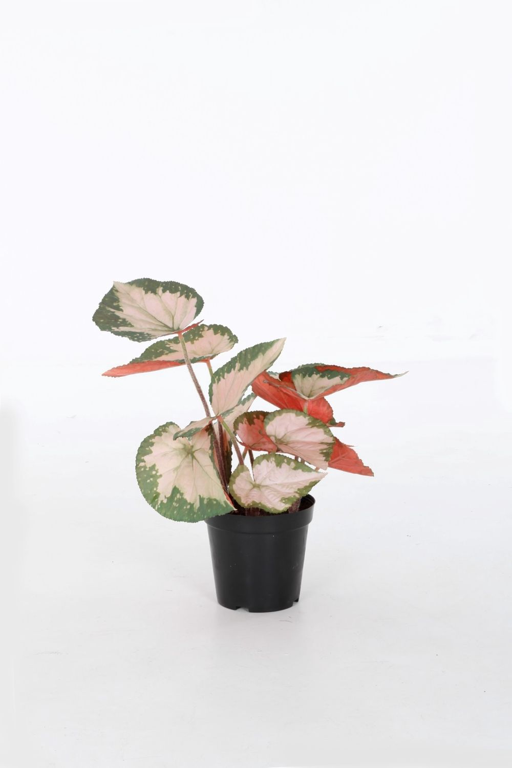 Begonia Rex 47 cm