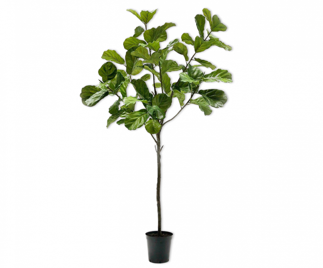 Ficus groen 254cm