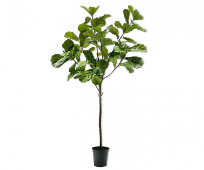Ficus groen 254cm