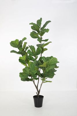 Fiddle Lyrata Leaf groen H213