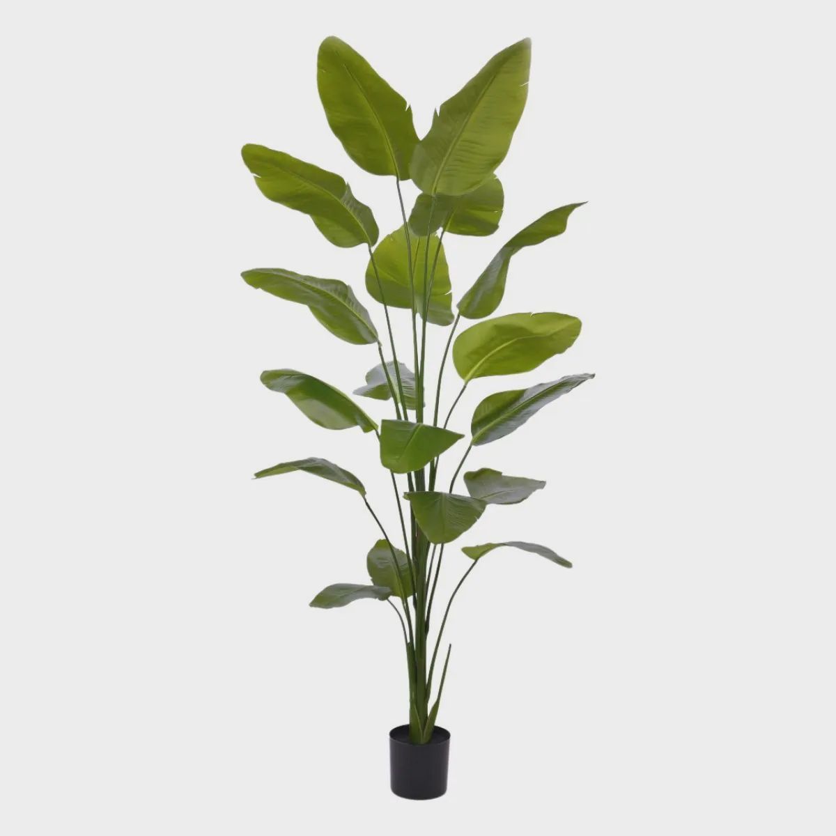 Strelitzia Nicolai H225