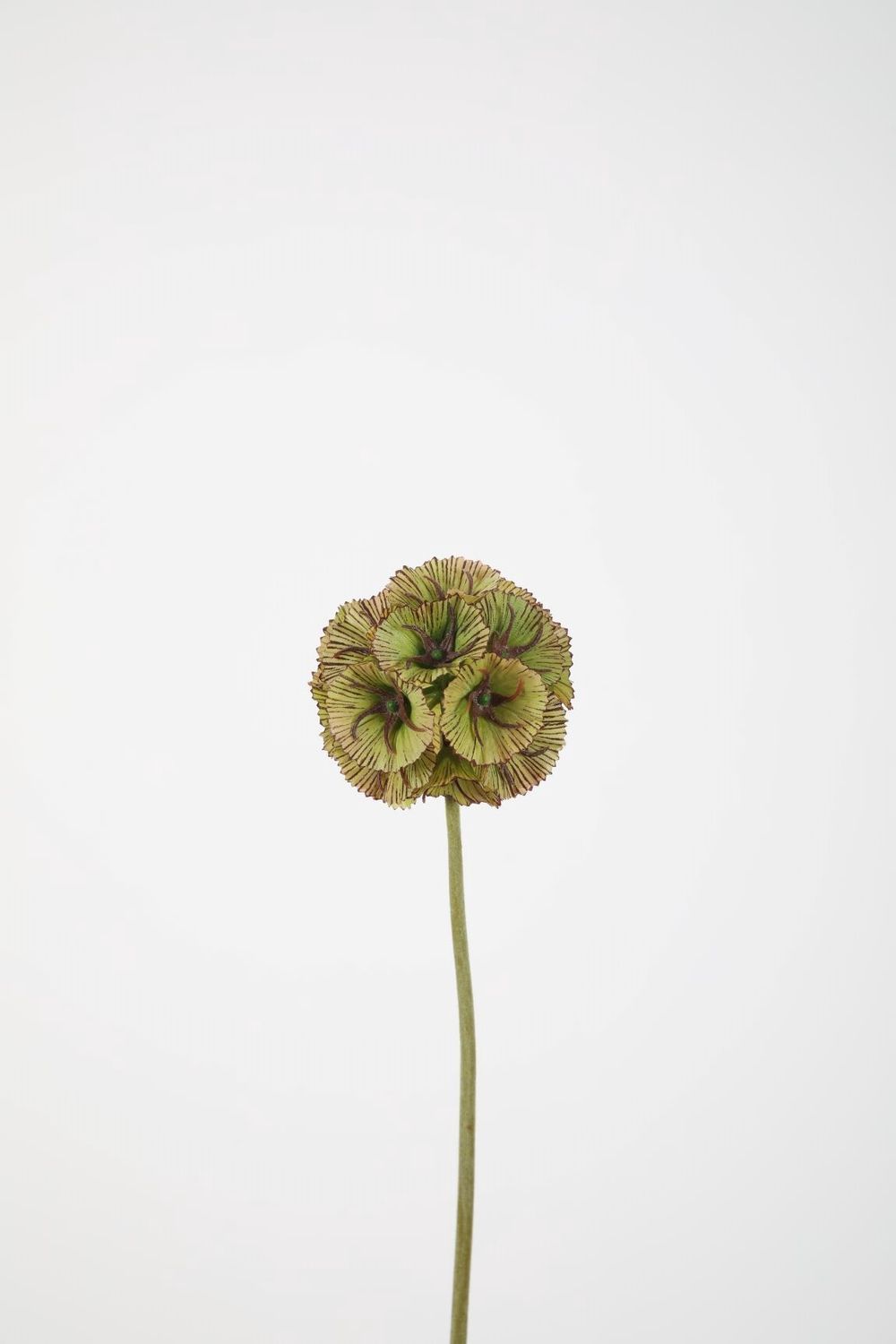 Scabiosa Seed 56cm dia 8cm