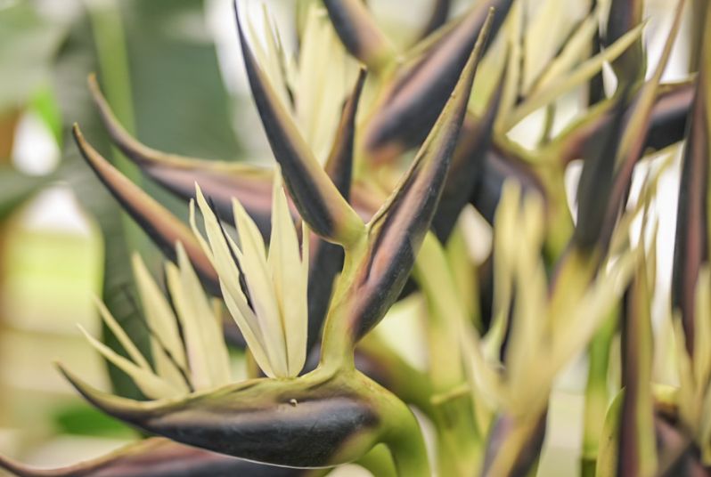 Strelitzia Nicolai 80 cm – Cream | Luxe kunstbloem met tropische uitstraling