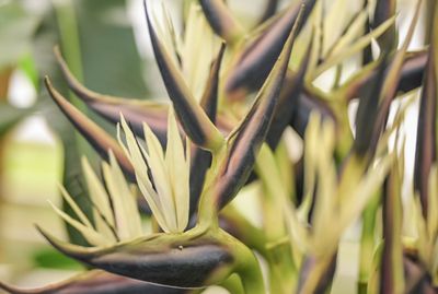 Strelitzia Nicolai 80 cm – Cream | Luxe kunstbloem met tropische uitstraling