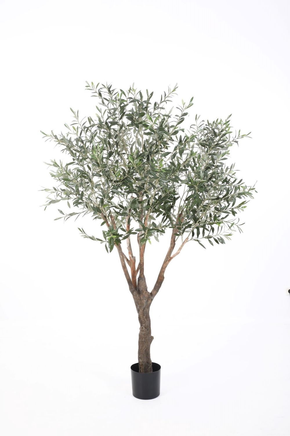 Olive Tree H200