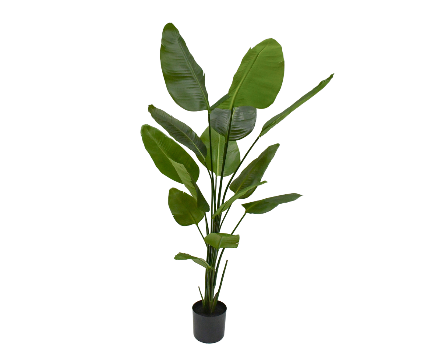 Silk-ka Strelitzia groen 180cm