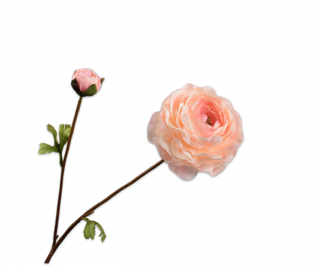 Ranonkel Tak perzik 65 cm