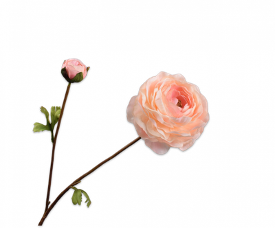 Ranonkel Tak perzik 65 cm