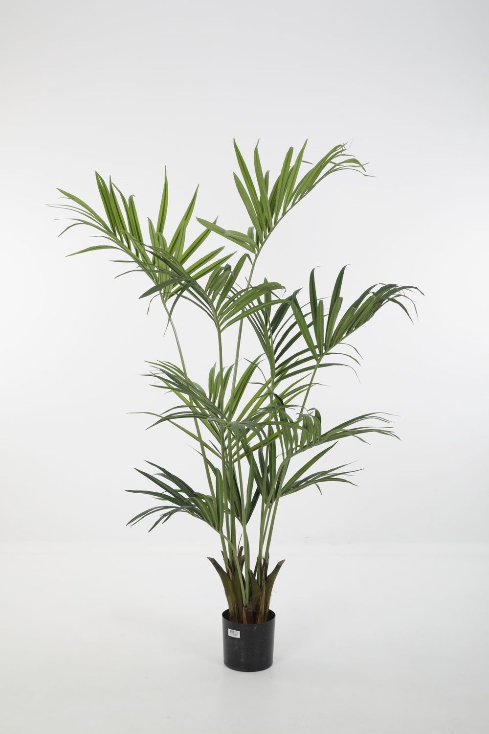 Kentia Palm H180