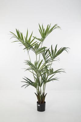 Kentia Palm H180