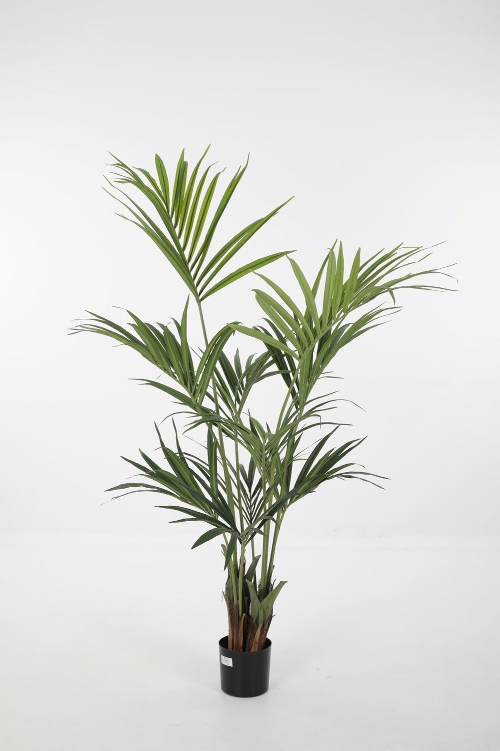 Kentia Palm groen H150