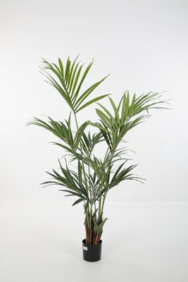 Kentia Palm groen H150