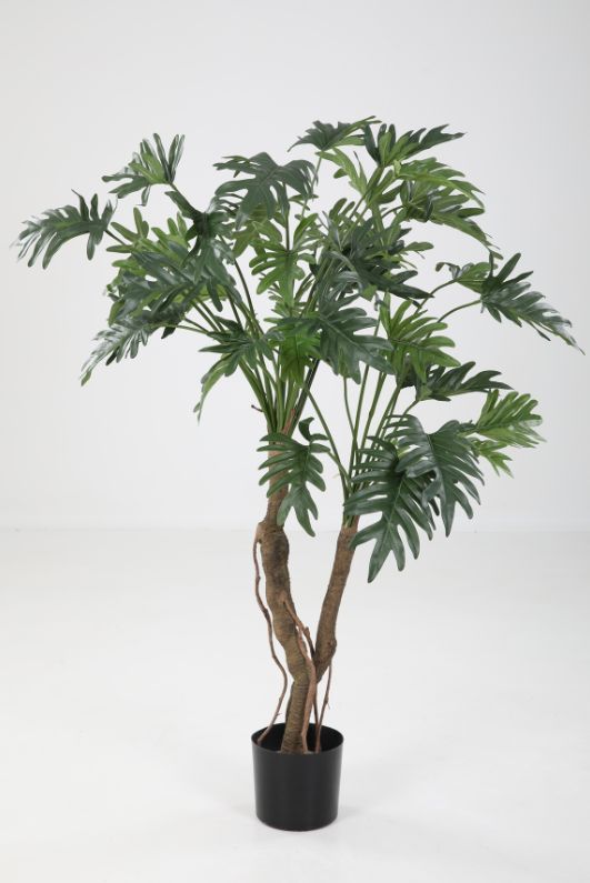 Philodendron Selloum 120cm x40lvs