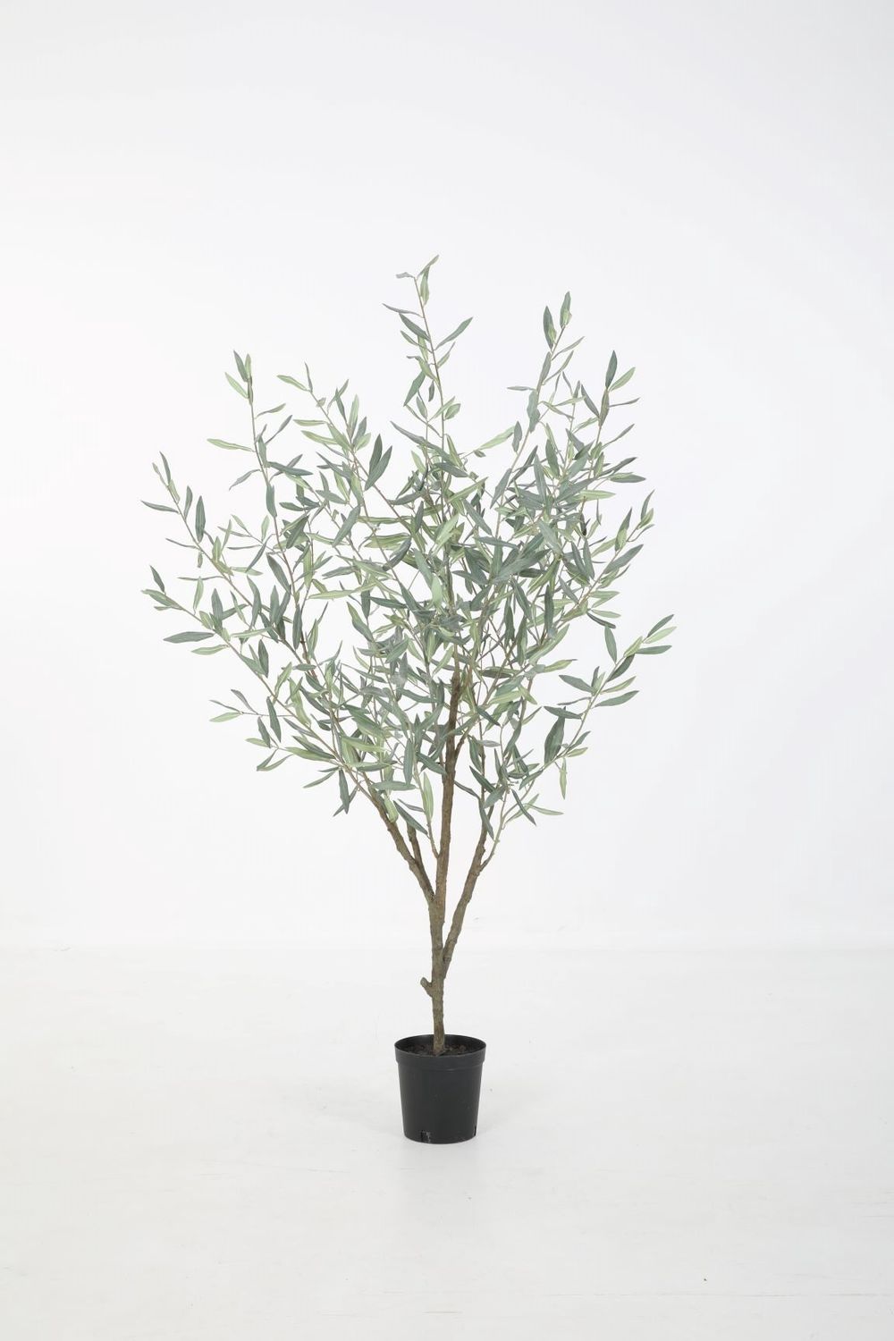 Olive Tree H150