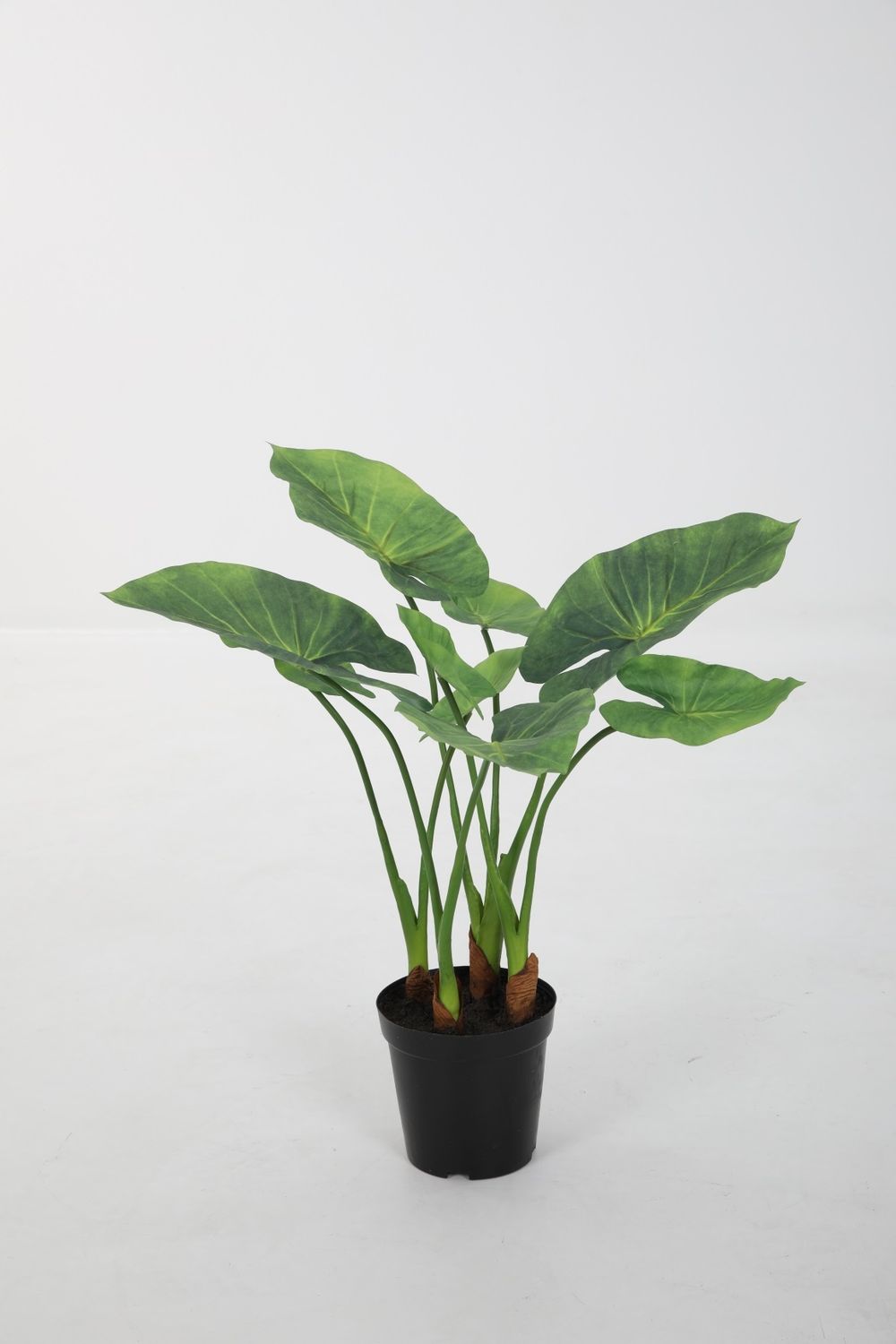 Alocasia groen 60cm - Van 129.95 voor