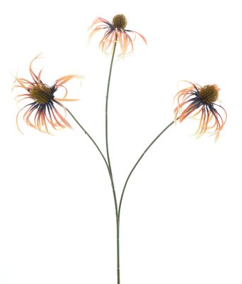 Echinacea spray Agri geel 63cm
