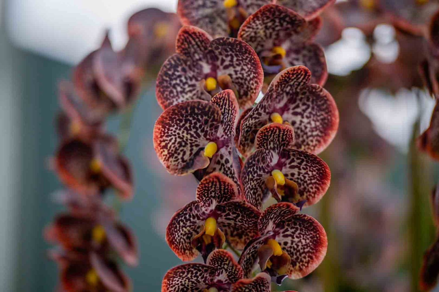 Phalaenopsis Kunstorchidee Orange/Brown 111 cm | Luxe statement met warme, gespikkelde bloemen