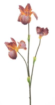 Iris spray orange 80cm