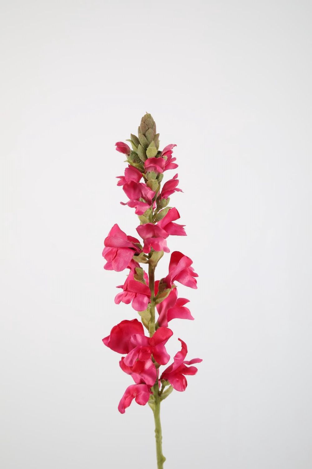 Snapdragon Single Stem H75
