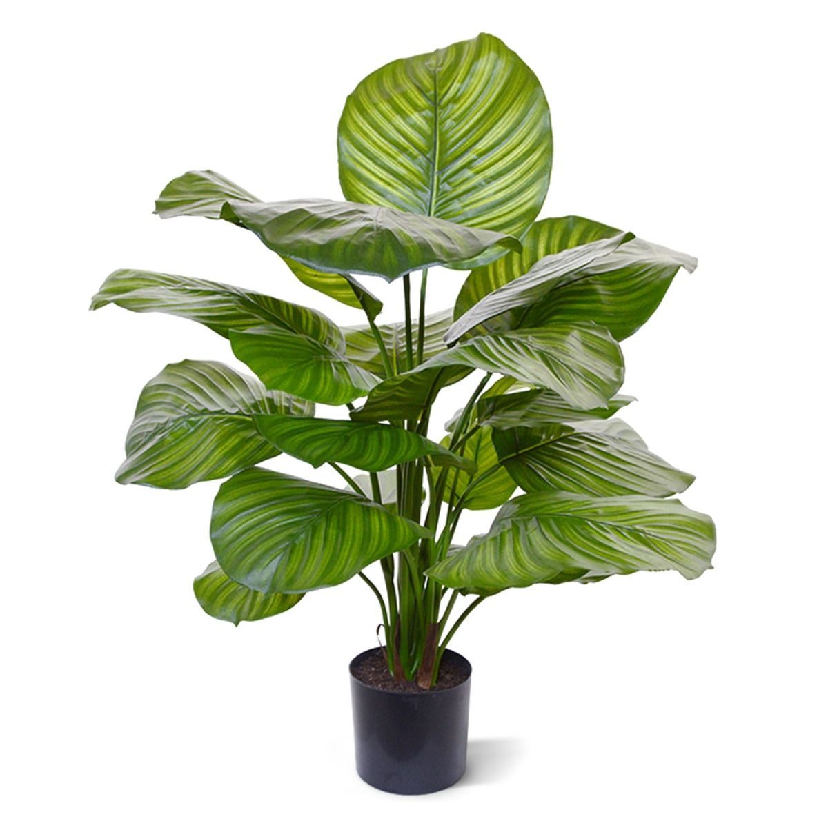 Calathea Fasciata Kunstplant H70 - Van € 79.95 voor