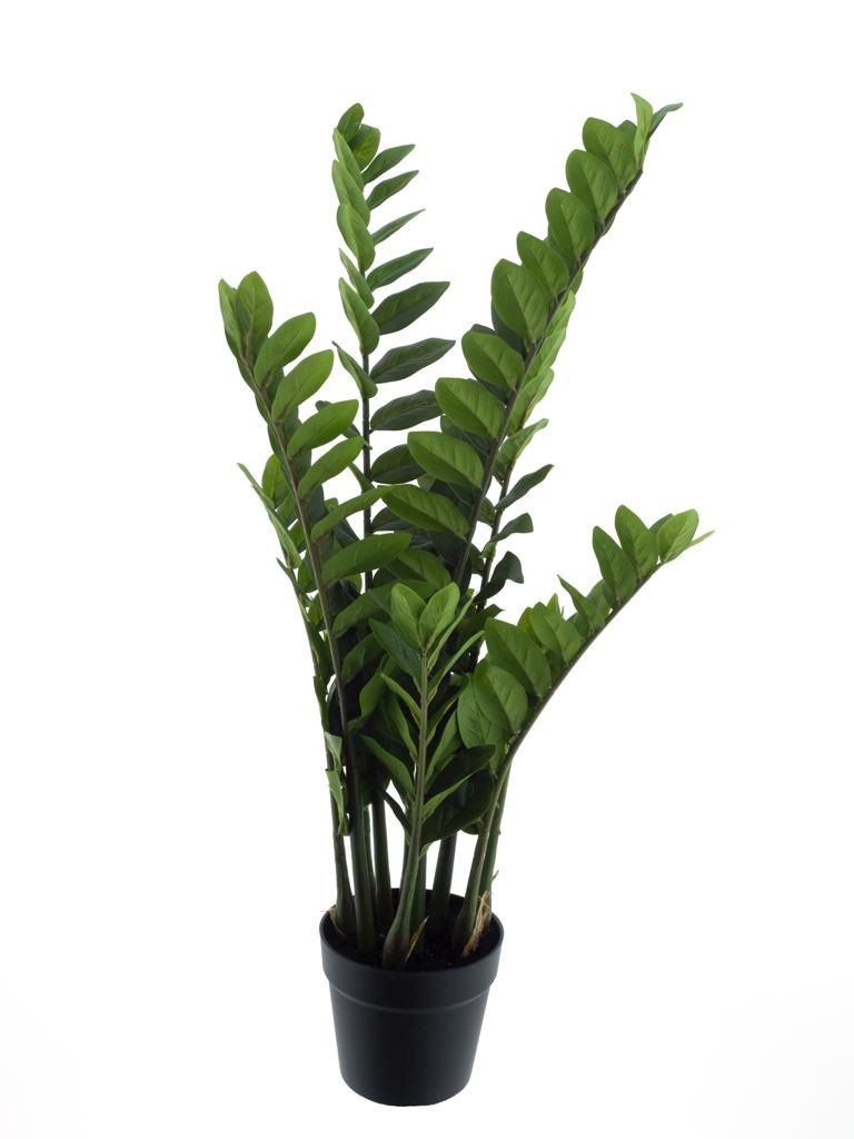 Zamioculcas in pot – green – 90 cm