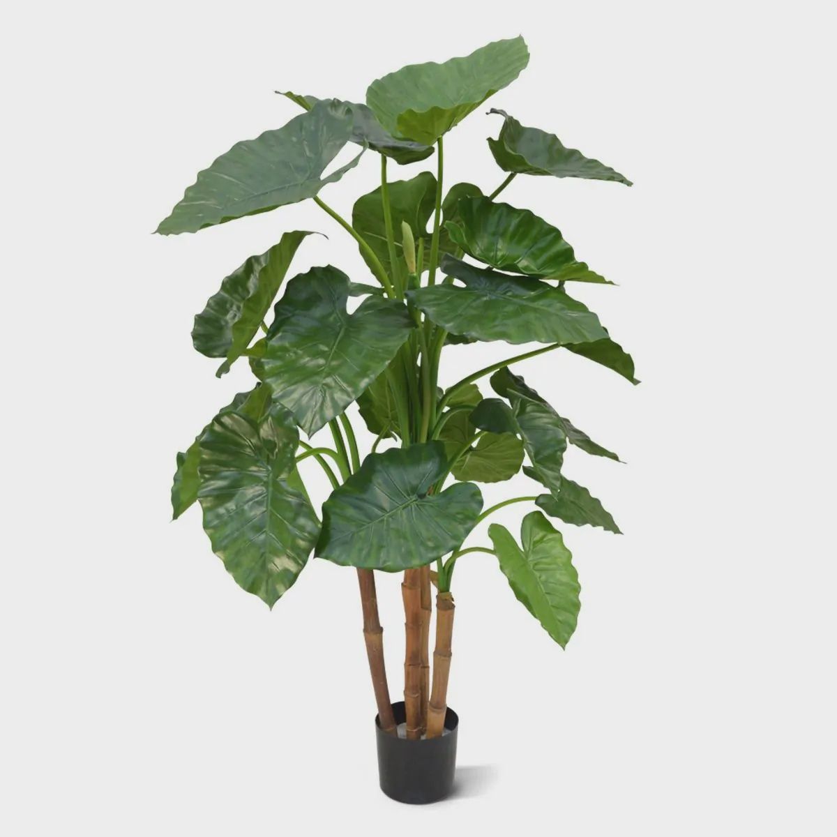Alocasia Calidora Deluxe H125