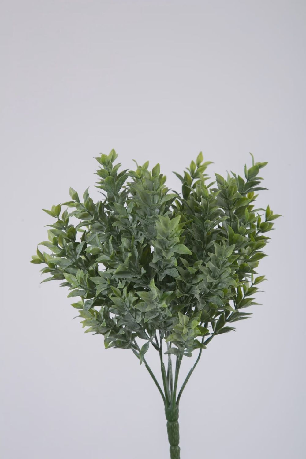 Boxwood Bush 30 cm