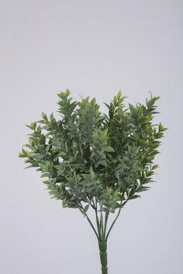 Boxwood Bush 30 cm