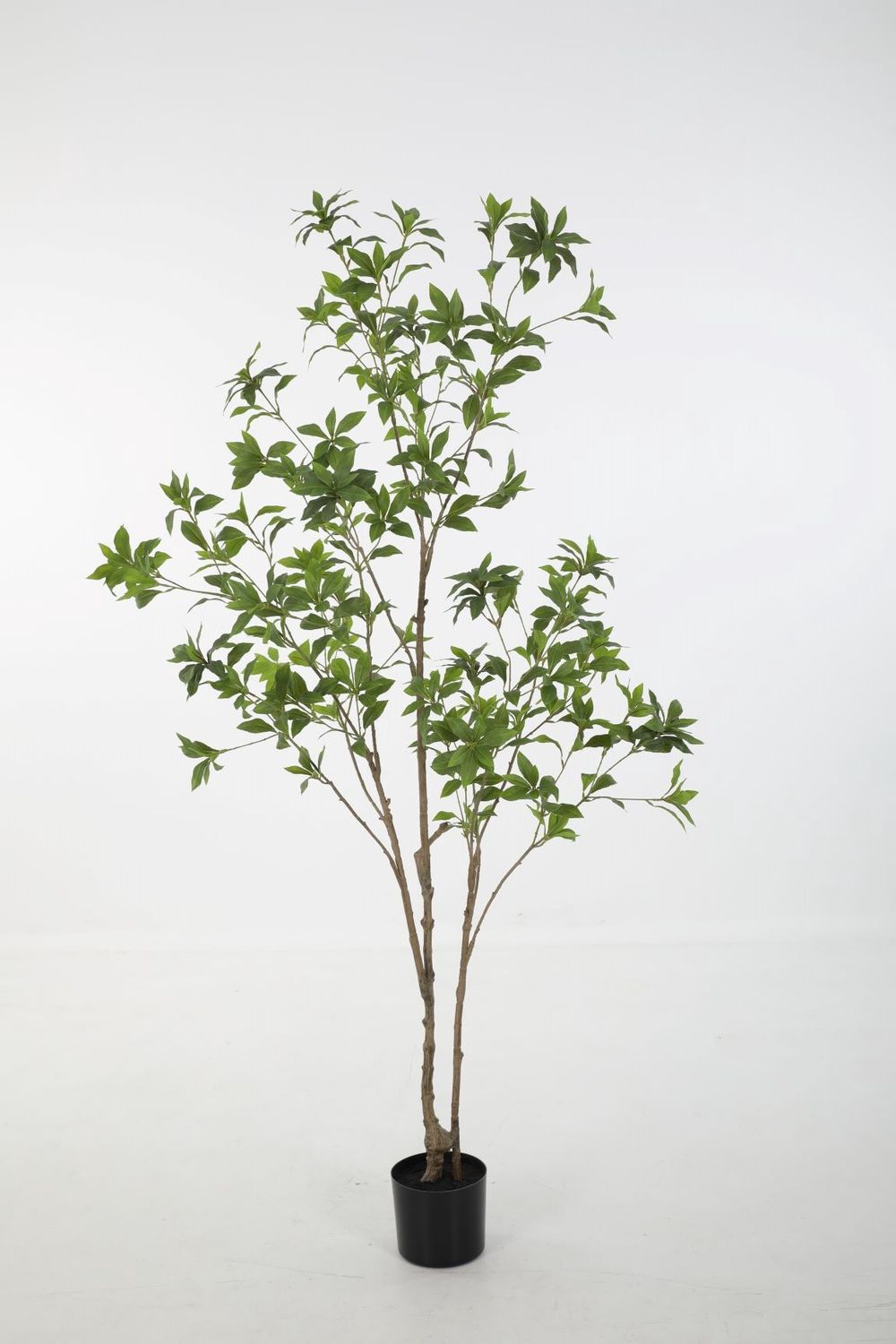 Japonica Tree H180