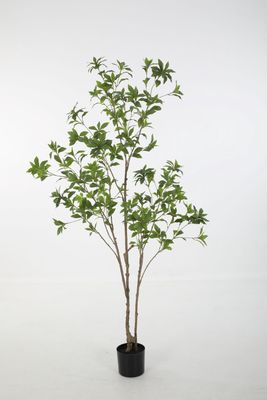 Japonica Tree H180