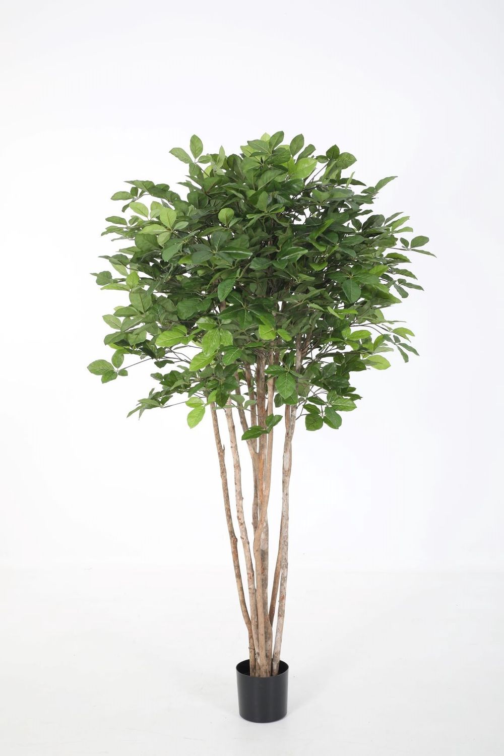 Hornbeam Tree groen H180