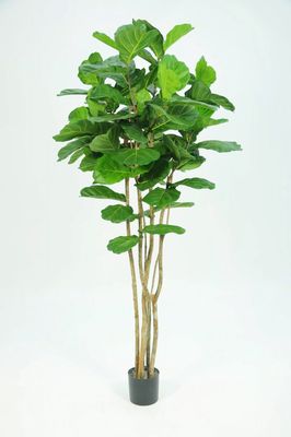 Fiddle Leaf Tree H210