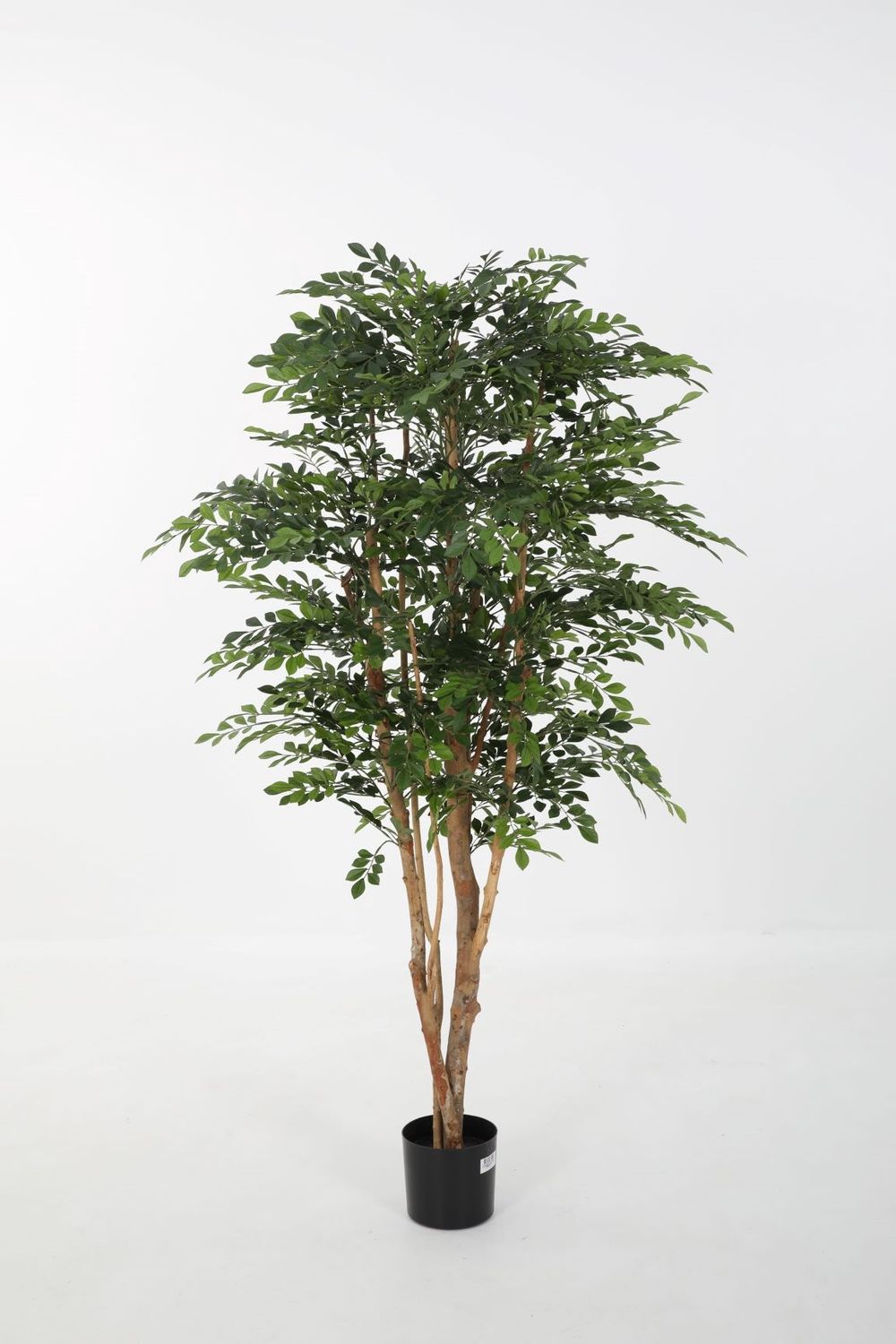 Murraya Tree groen H180