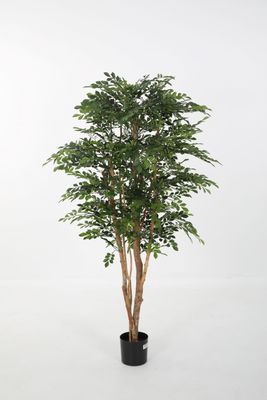 Murraya Tree groen H180