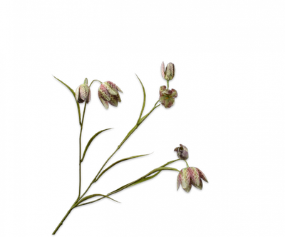 Fritillaria Tak groen 64cm