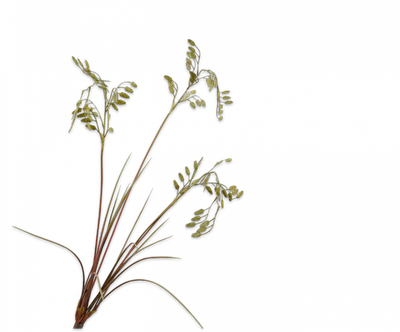 Gras Tak groen 102cm