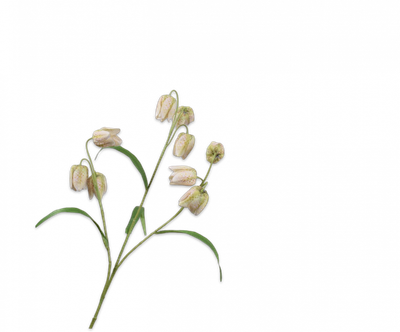 Fritillaria Tak crème/groen 70cm