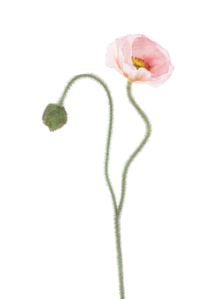 Klaproos Ilse roze 81cm