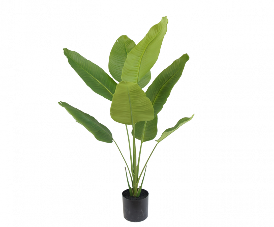 Strelitzia groen H120