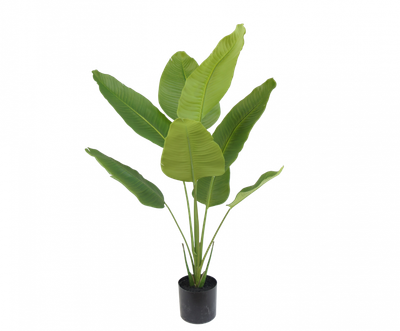 Strelitzia groen H120