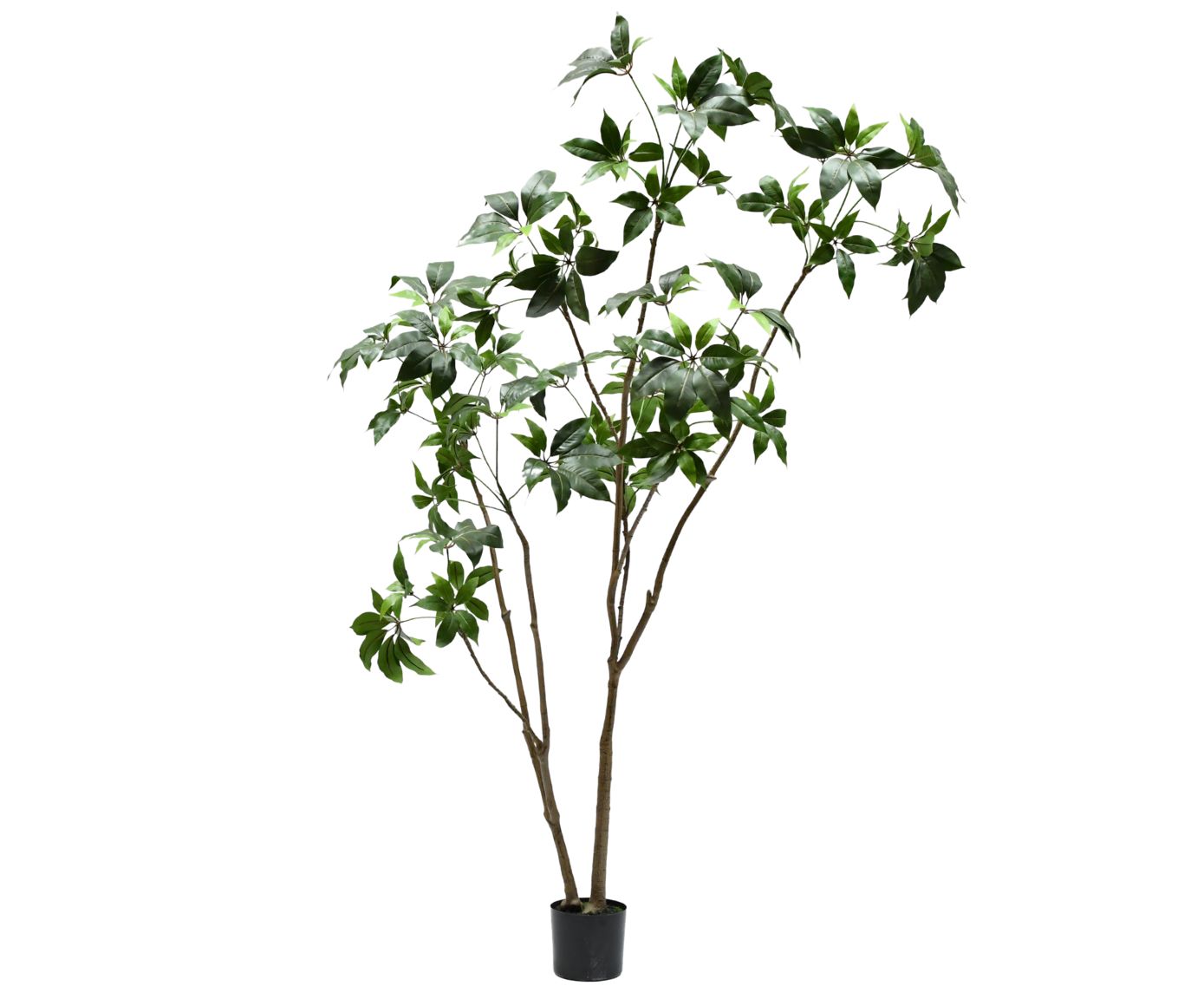 Schefflera groen H240