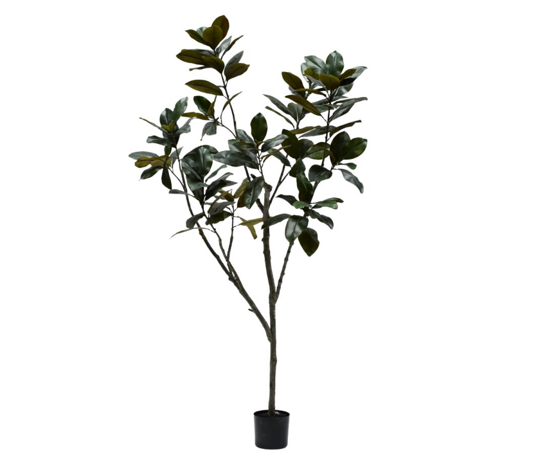 Ficus groen H230