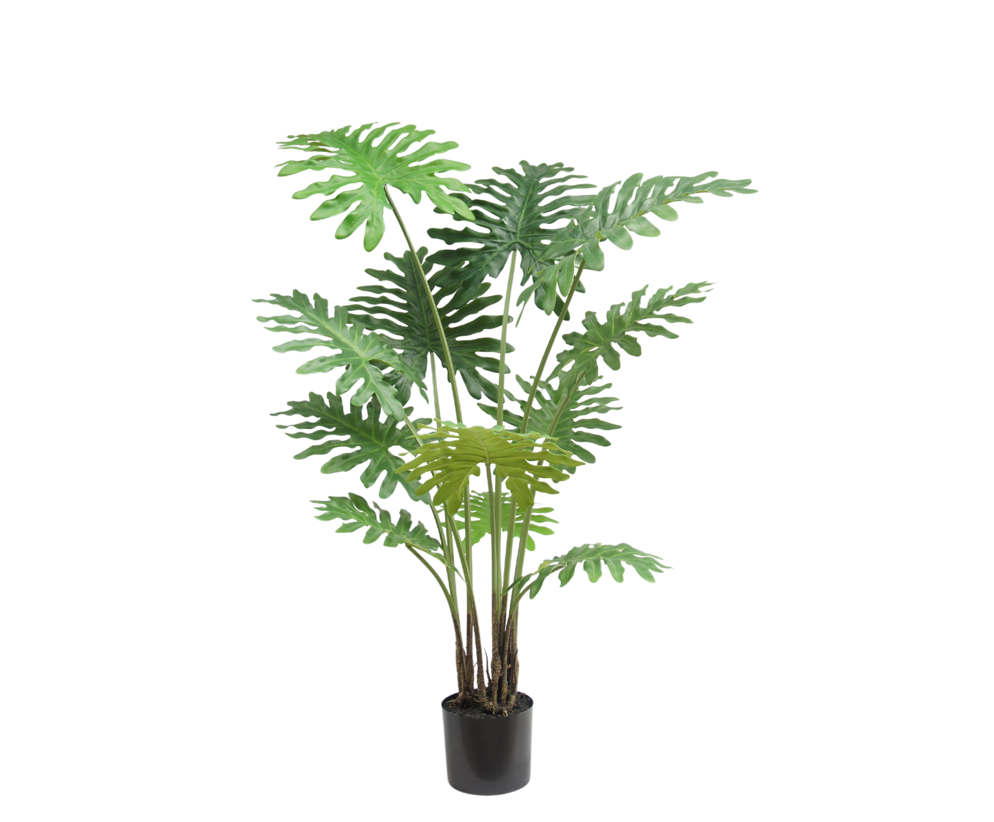 Philondendron  groen H130
