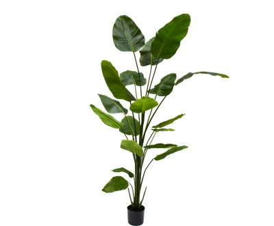 Silk-ka Kunstplant Strelitzia Groen 240cm
